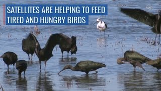 Satellites Are Helping To Feed Tired And Hungry Birds