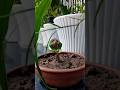 Recently I did an unboxing of Caladium Bulbs. One of them has grown #caladium #caladiumbulbs #grow