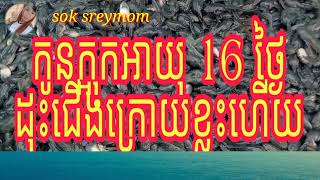 កូនក្អុកអាយុ 16 ថ្ងៃដុះជើងក្រោយហើយ16-day-old crow develops hind legs 0966244897