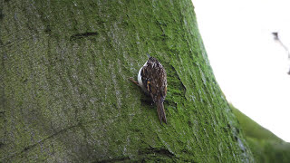 Tree Creeper (Certhia familiaris) - resting and climbing up tree @ Byrons Pool, Cambridge