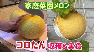 20220830 メロンのコロたん収穫と実食