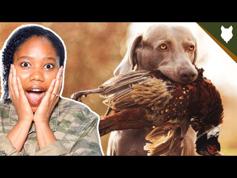 Why you should not get a Weimaraner?