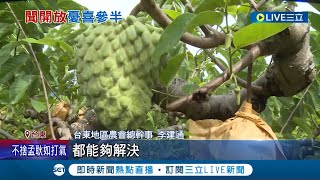 中國恢復台東釋迦進口 其他縣市仍未放行 引差別待遇之說 果農憂喜參半怕好消息\