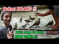 Perkutut jinak sampai umur tua || saya buktikan, sebab banyak yg tdk percaya