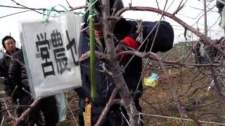 130107果樹研究会～1328高密植新わい化栽培整枝剪定交流会