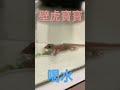 壁虎寶寶喝水 壁虎 動物 可愛動物 可愛い cute cuteanimals