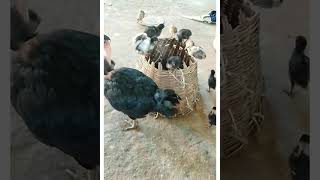 chicks are playing cutely 😍💖🐤🐥 ( கிராப் கோழி ) crop hen