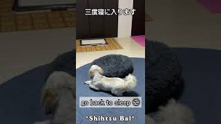 起きないシーズー～二度寝三度寝は当たり前のシーズー犬バル君～ #Shorts