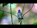 অবিশ্বাস্য সুন্দর রাজন পাখি amazing black naped monarch most beautiful birds on planet earth