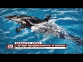 Baby orca! Last killer whale born at SeaWorld in San Antonio