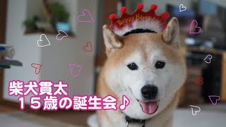 柴犬貫太、１５歳の誕生会♪