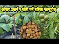 Walnut Wonders: Cultivating Success in Okhar Kheti Nepal #WalnutWonders #OkharKhetiNepal #Farming