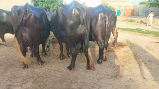 حاجی محمدشاہدبلوچ407گ ب |6بھینسیں برائےفروخت،21اگست 2023 Pure Neli |  Nili Ravi Buffalo for Sale