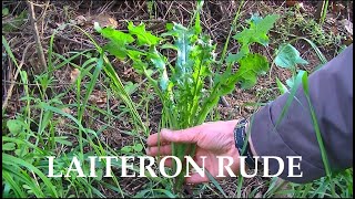 Le laiteron rude, plante sauvage comestible.