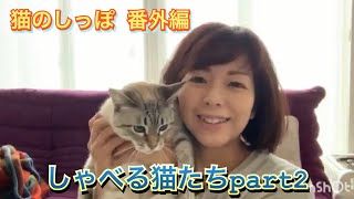 【保護猫プロジェクト 猫のしっぽ 番外編】しゃべる猫たち part2