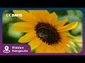 UC Davis Bee Haven | Hidden Hangouts