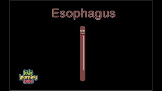 Human Body /Esophagus Song /Human Body Systems