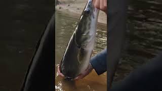 ഞാൻ എന്റെ ജീവിതത്തിൽ ആദ്യമായി പിടിച്ച വാഹ | The first sneakehead fish I ever caught in my life |#ft