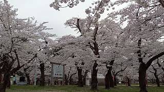 野木和公園の桜 桜吹雪1⃣ (2023/4/20 青森市羽白)