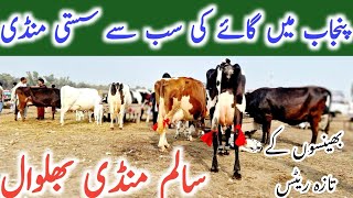 Salam Maveshi Mandi ||Buffaloes Fresh Rates And Updates At Salam Mandi ||Top Class Cows For Sale