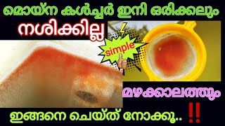 മൊയ്‌ന കൾച്ചർ നശിച്ചു പോകുന്നുണ്ടോ😪ഇങ്ങനെ ചെയ്ത് നോക്കൂ//#moinaculture//#farm