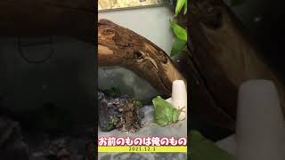 隣でエサを食べるカエルにいら立つ親分/Japanese tree frog is furious!