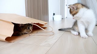 Kitten Kiki who like the paper bag became like this...