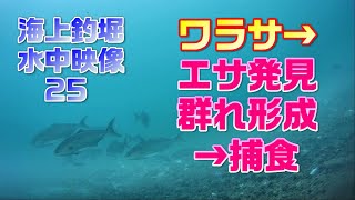 【水中映像シリーズ 25】海上釣堀 ワラサ→エサ発見→群れ形成→捕食（「群れ」シリーズ①）