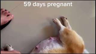 Pembroke Welsh Corgi 59 days Pregnant 3rd Quarter