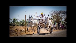 Rackla race Marapalayam  மராபளையம் ரேக்ளா பந்தயம் 24/2/2017