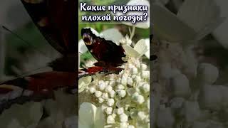 Какие признаки плохой погоды?