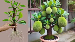 Live 🔴 How To Propagate Jackfruit Trees From Cutting Faster With Potatoes And Top 3 Videos