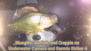 Bluegills on the Underwater Camera and After Dark Sunfish and Crappie on the Garmin Striker 4