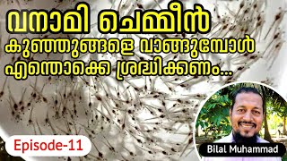 What To Look Out For When Buying Baby Shrimp /ചെമ്മീൻ കുഞ്ഞുങ്ങളെ വാങ്ങുമ്പോൾ എന്തൊക്കെ ശ്രദ്ധിക്കണം