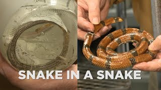 UT Arlington professor discovers new species of snake