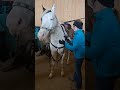 gambler is enjoying himself horse video he s so sweet horse gambler massage