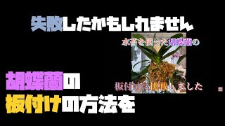 失敗したかもしれません！胡蝶蘭の板付方法を