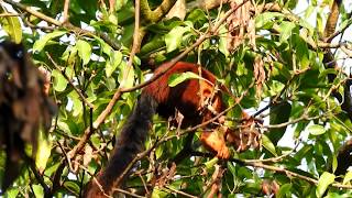 Malabar Giant Squirrel, juvenile, at the Churna Forest House