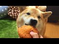 【柴犬どんぐり】クリスマスカップケーキ 犬用 にかじりつく