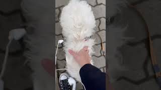 Rheinfall | 萊茵河瀑布| Schaffhausen | 沙夫豪森 | Switzerland | happy dog | Nov 30, 2022