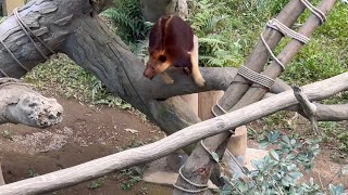 木登りするカンガルー！　セスジキノボリカンガルー　よこはまズーラシア