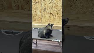 タヌキ部屋の一コマ A frame of the raccoon dog room