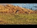 coot taking a walk