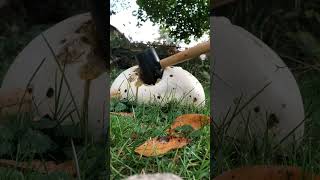 Smashing a Puffball Mushroom