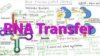 Struktur RNA Transfer dan Mekanisme Penempelan Asam Amino ke RNAt