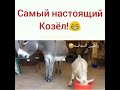 Упрямый козёл