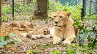 Eerste beelden JONGE LEEUWEN 🦁🦁