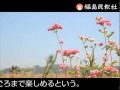 2010年10月5日赤ソバ、山あい染める　会津美里で薄紅色の花咲き競う