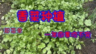 怎么种植香菜（超简单，一年四季吃不完）