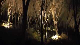 清水寺 ライトアップ その5 子安塔への参道 京都の紅葉名所　Kiyomizu-dera Temple autumn leaves light-up in Kyoto part.5